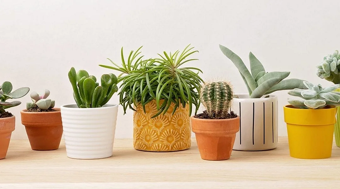 Ceramic Pots: Are they Suitable for Your Garden?