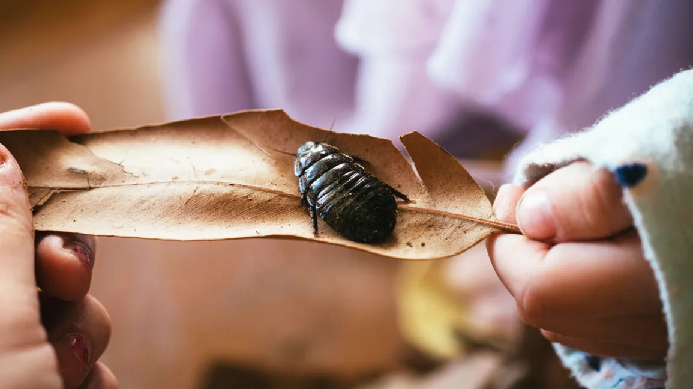 How can pests harm your kids?