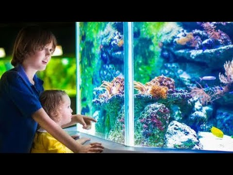 Why having an aquarium for your home can be an excellent idea