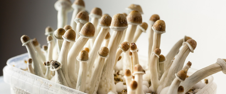 5 Fascinating Facts About Penis Envy Mushroom