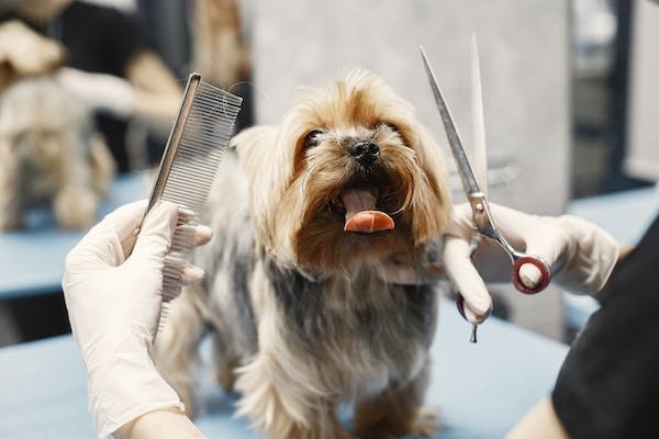 <strong>Why Dogs Should Be Groomed With Quality Grooming Kits?</strong>