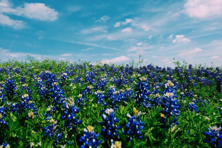 Explore Texas: A Guide for Nature Lovers