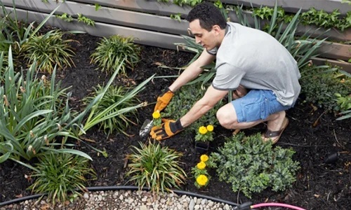 <strong>How to Kill Weeds Without Harming Your Plants</strong>