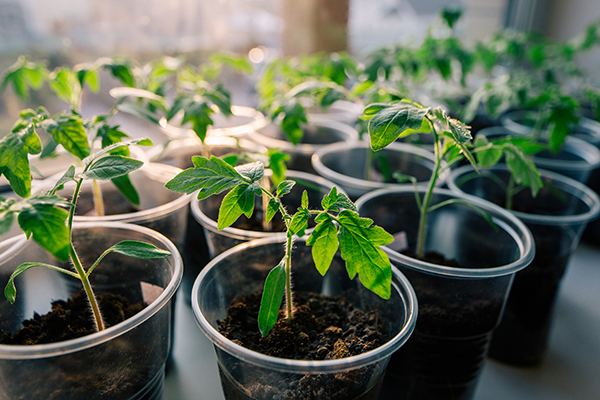 Unlock the Benefits of Plant Grow Lights